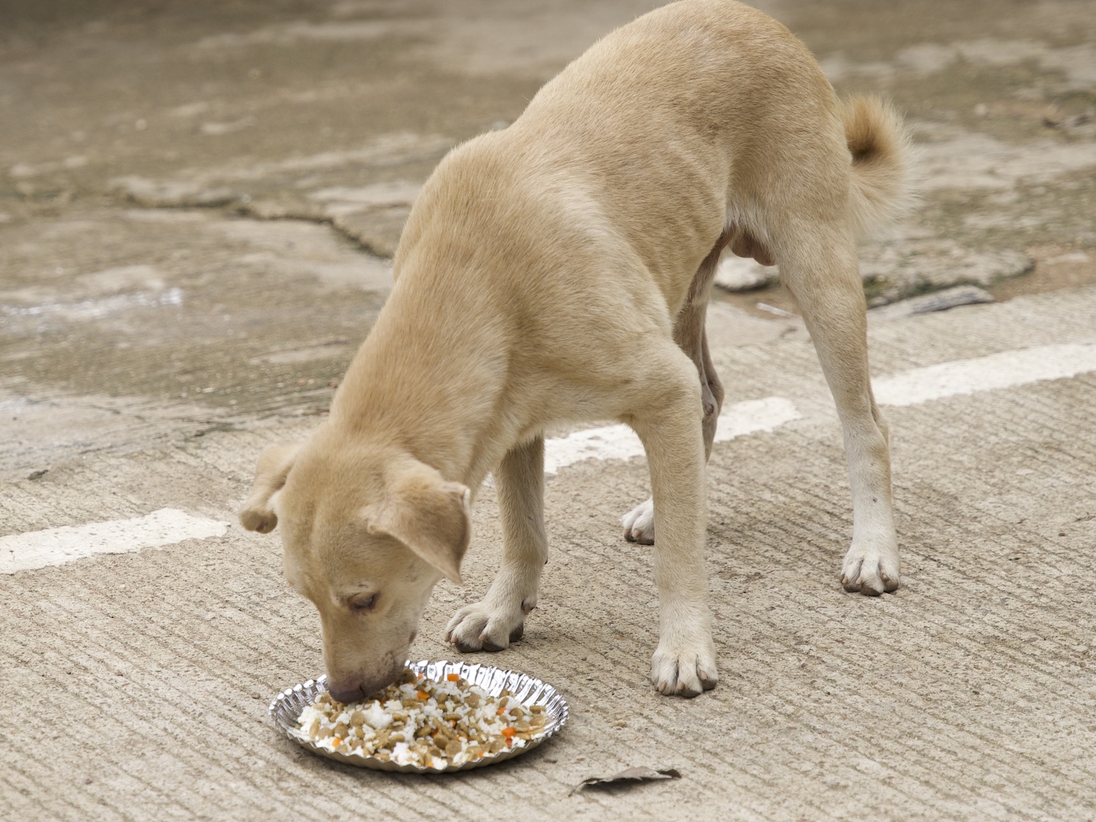 Stray Feeding Program